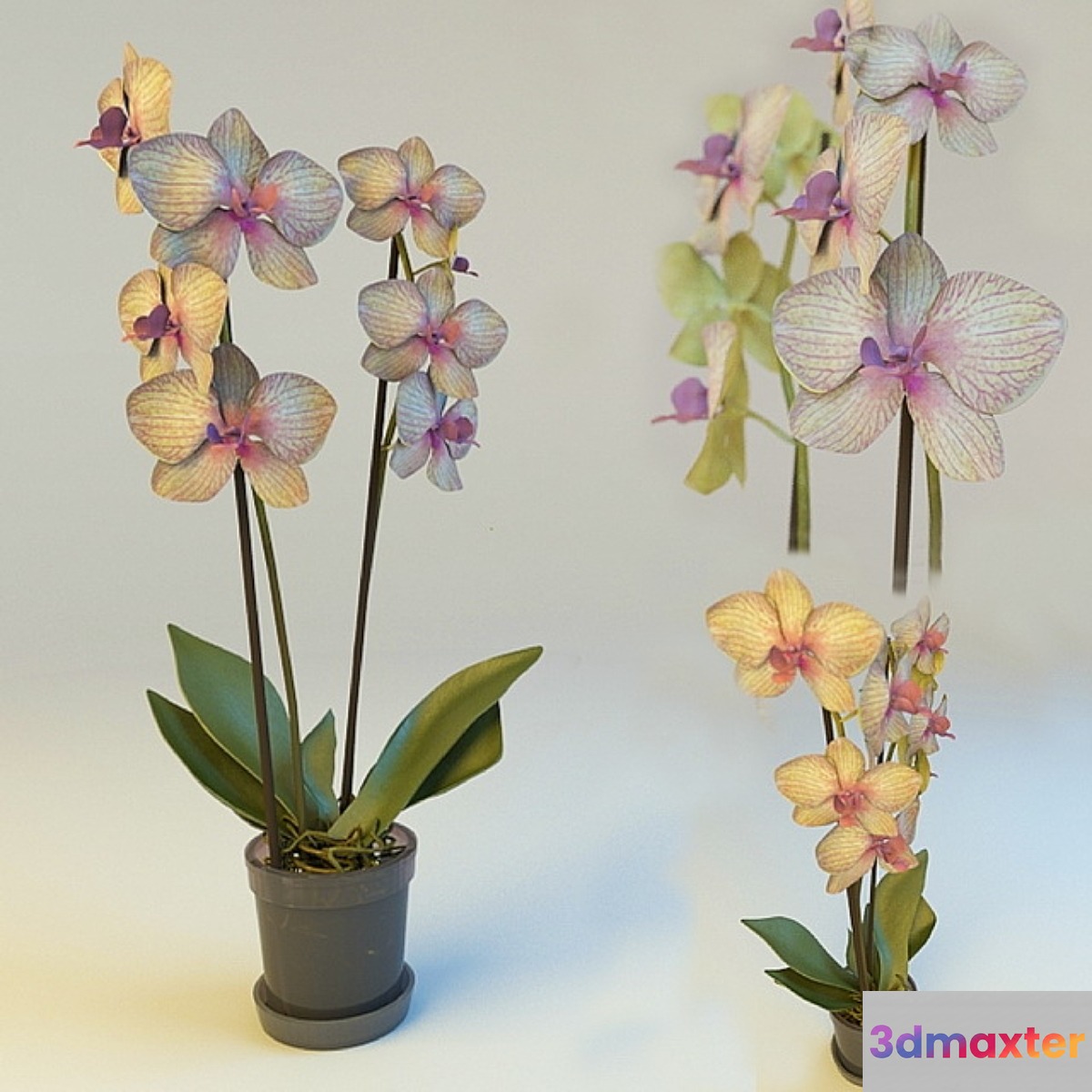 Orchid - No.8