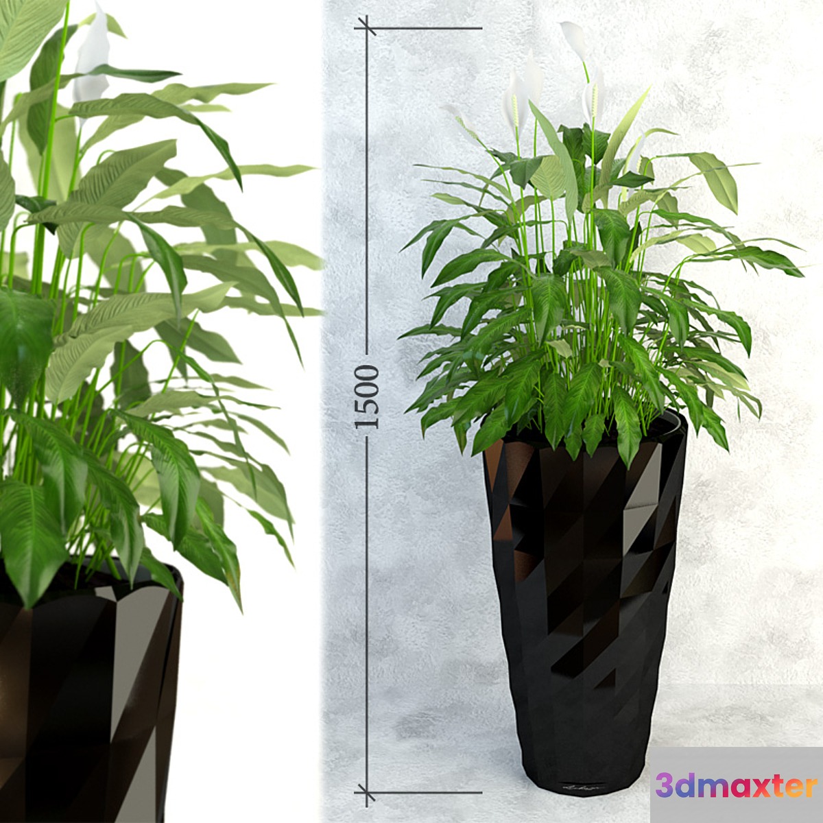 Spathiphyllum 3D Max