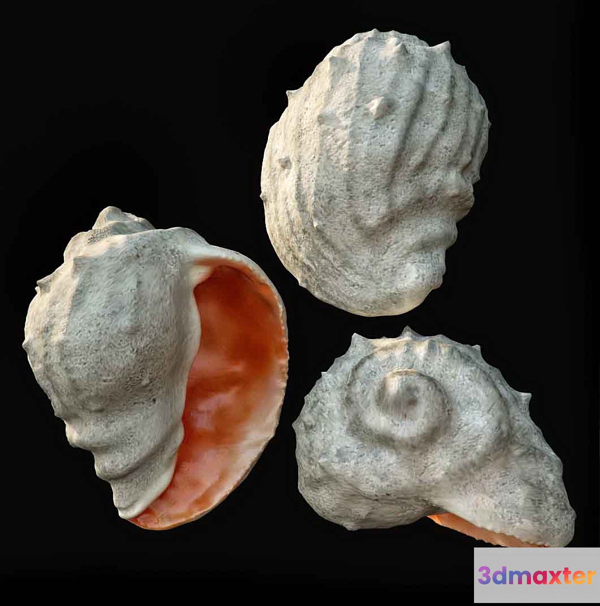 Barnacle