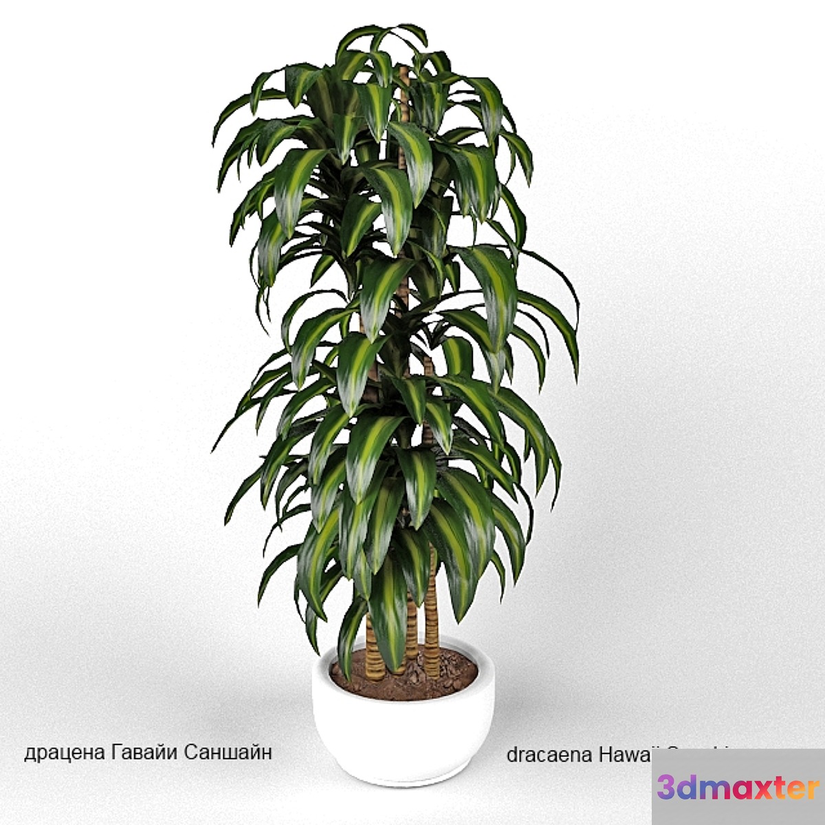 dracaena Hawaii Sunshine 3D Max