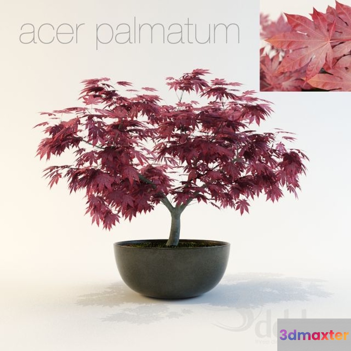 Acer palmatum 3D Max