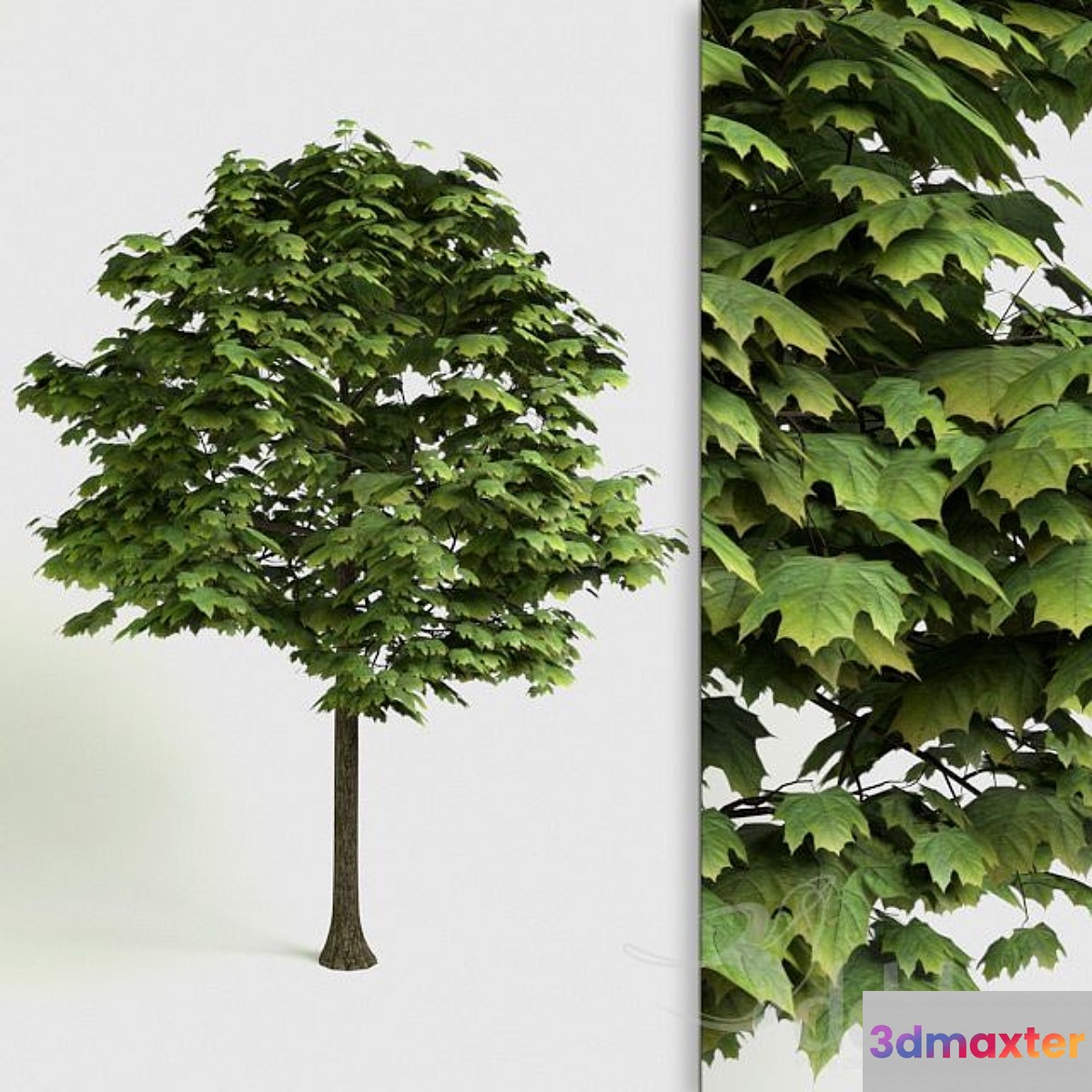 Acer Platanoides - detailed 3D Tree 3D Max