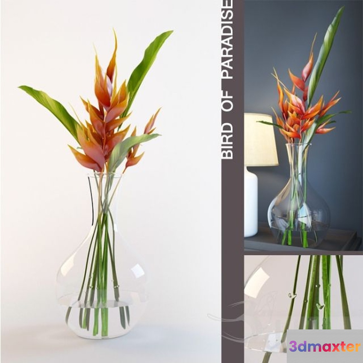Bird of paradise in vase