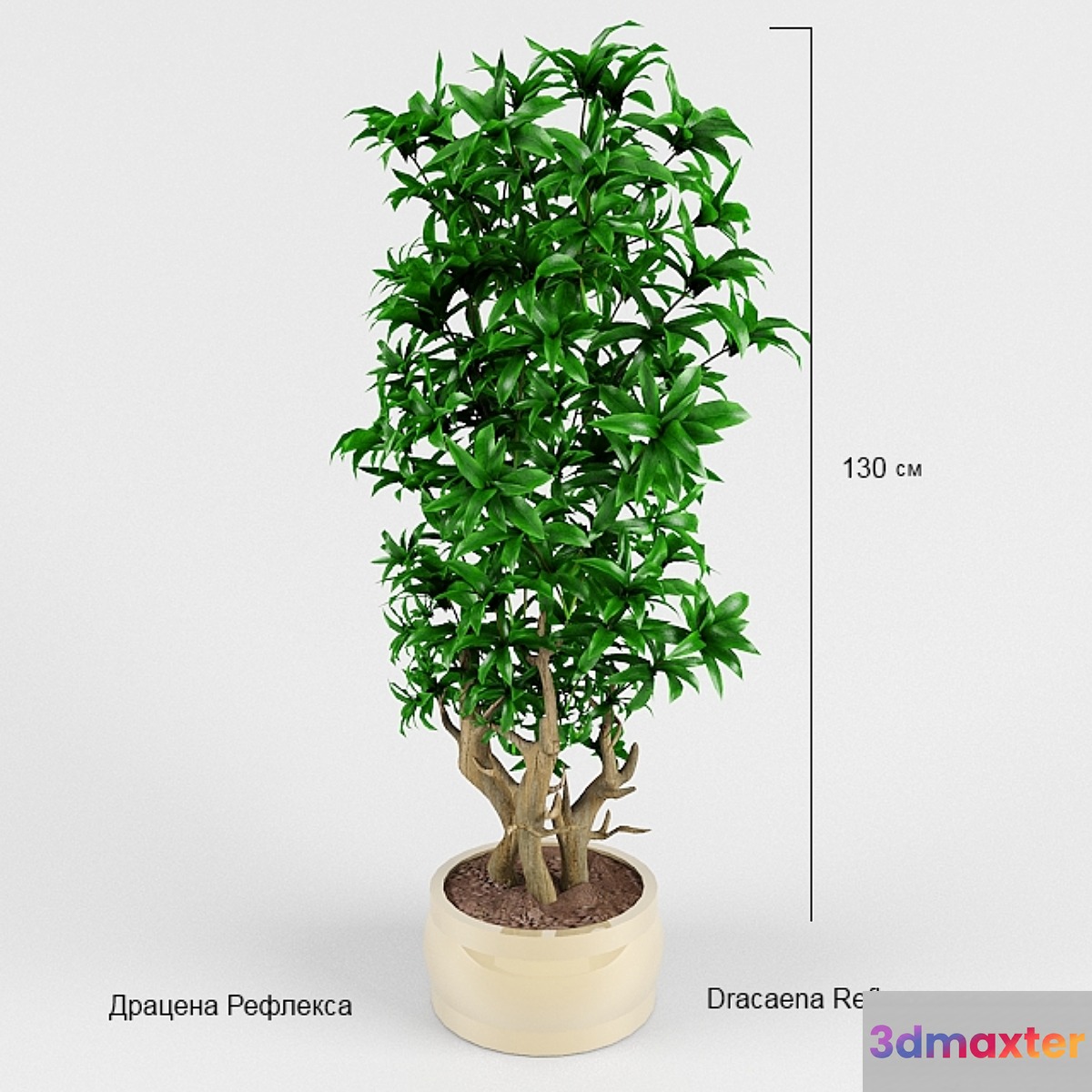 Dracaena Reflex 3D Max