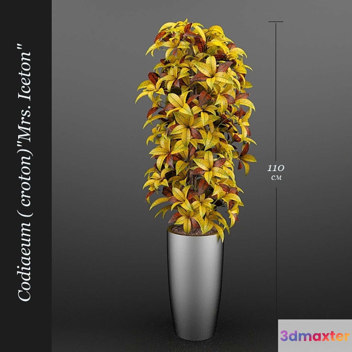 Codiaeum (Croton) Ajston