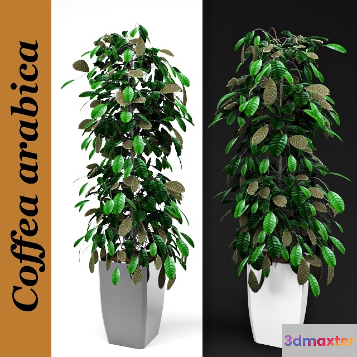 Arabica coffee 3D Max