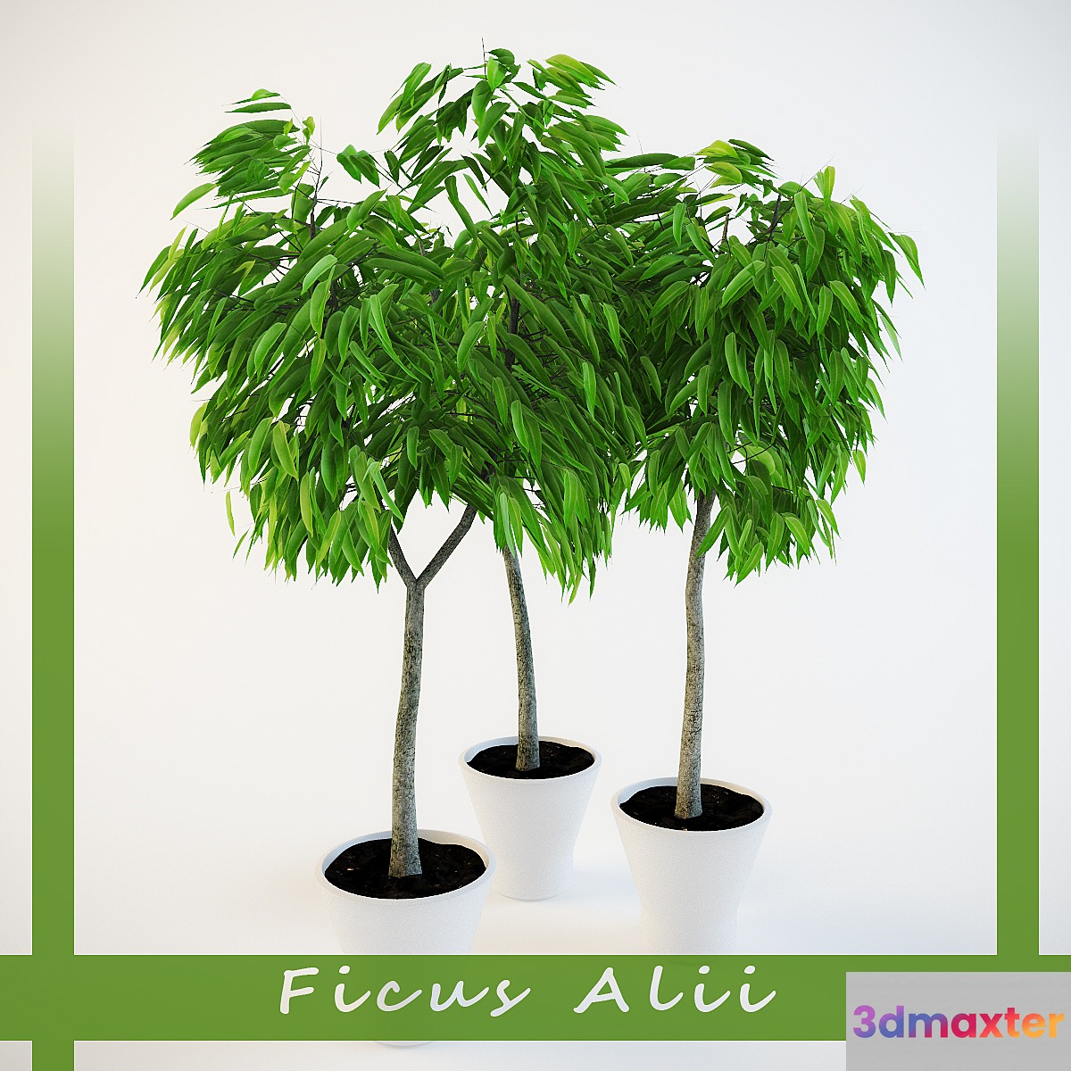 Ficus Ali 3D Max