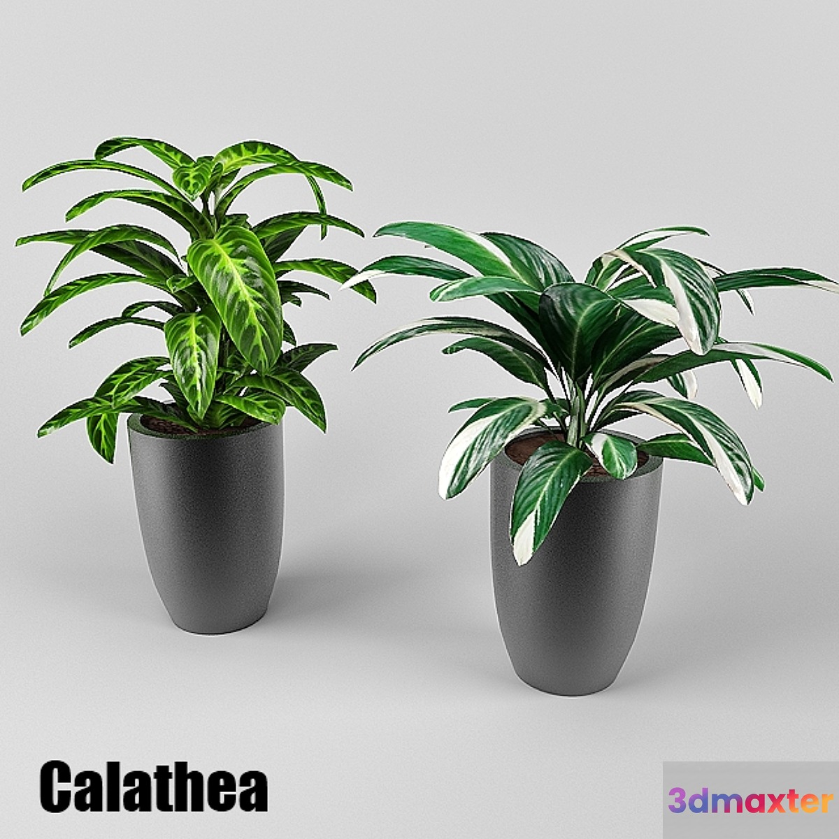calathea 3D Max