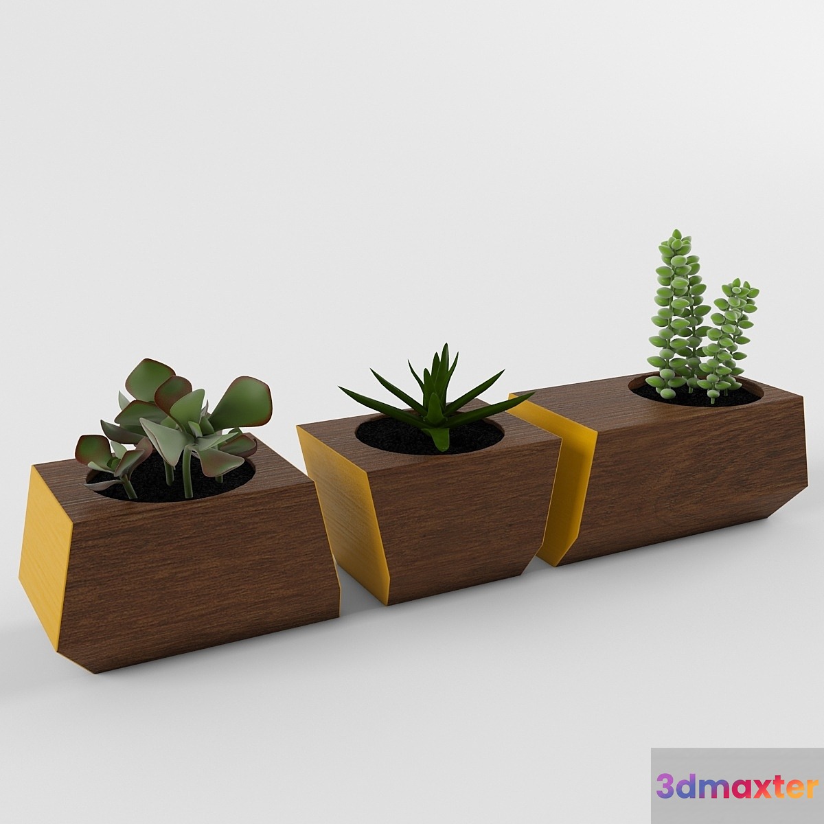 Succulents - No.4