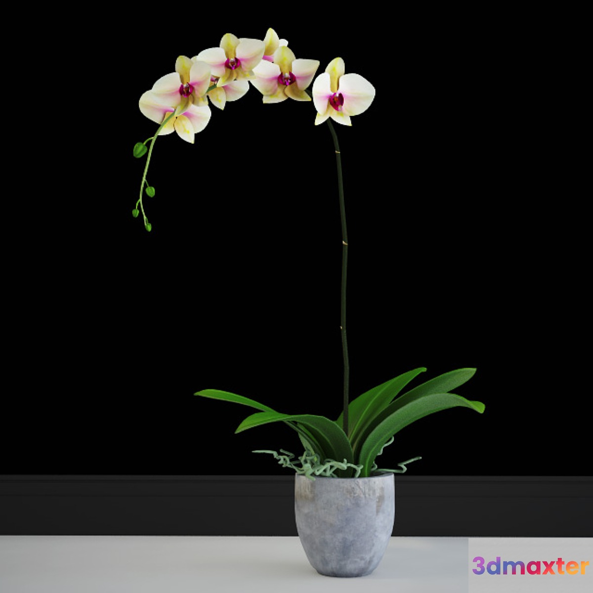 Orchid yellow classic 3D Max