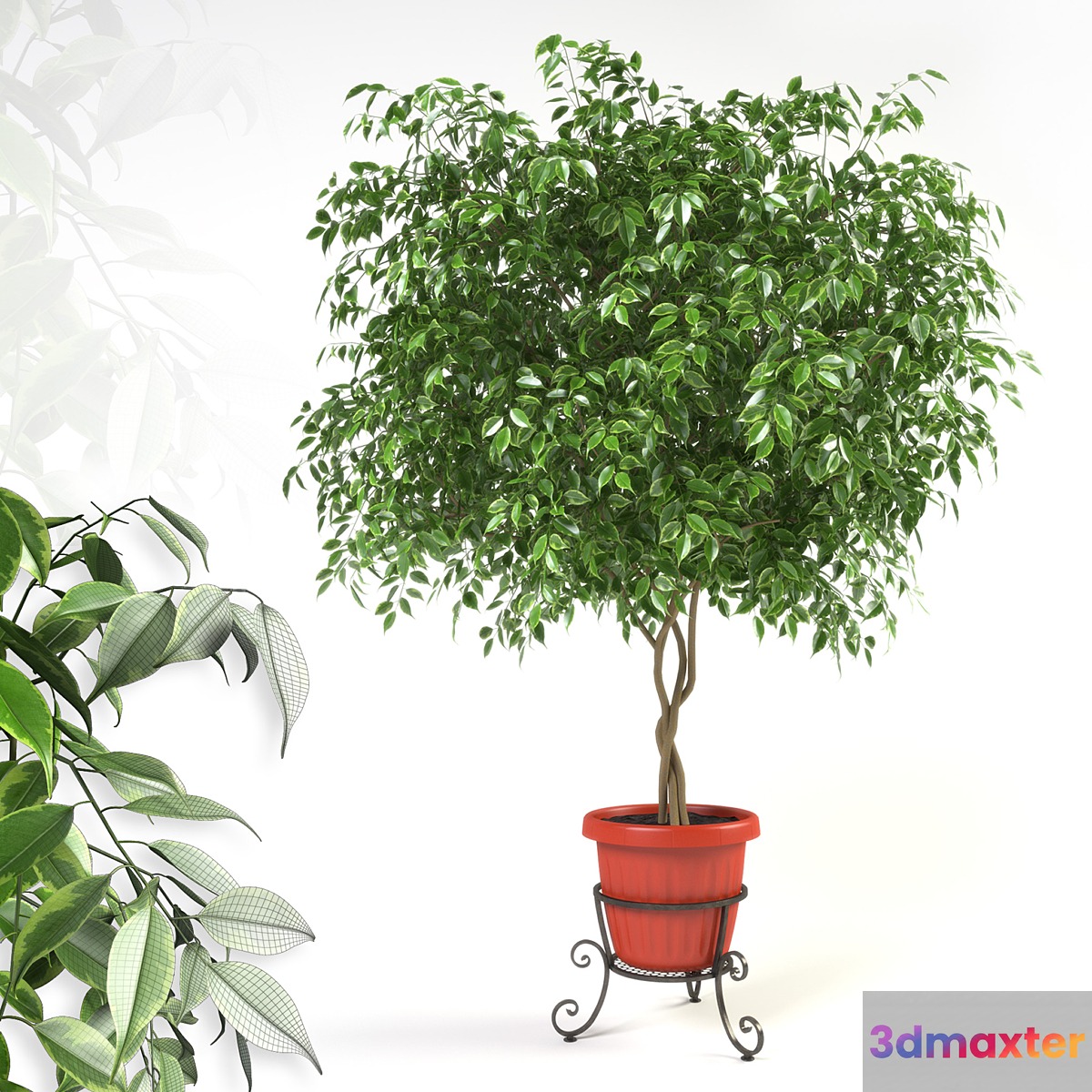 Ficus benjamina on forged stand 3D Max