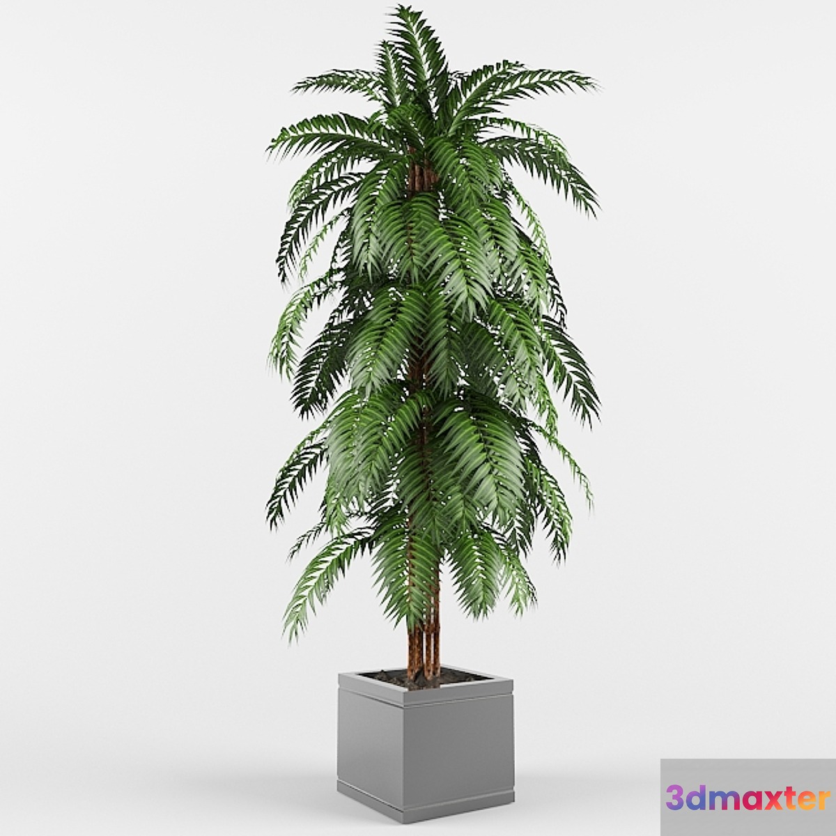 plant 3D Max