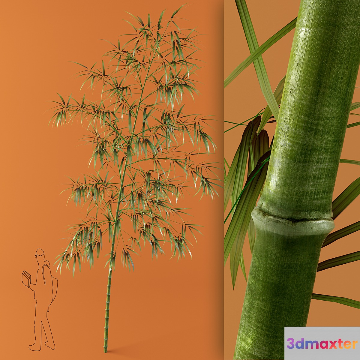 bamboo - No.2 3D Max