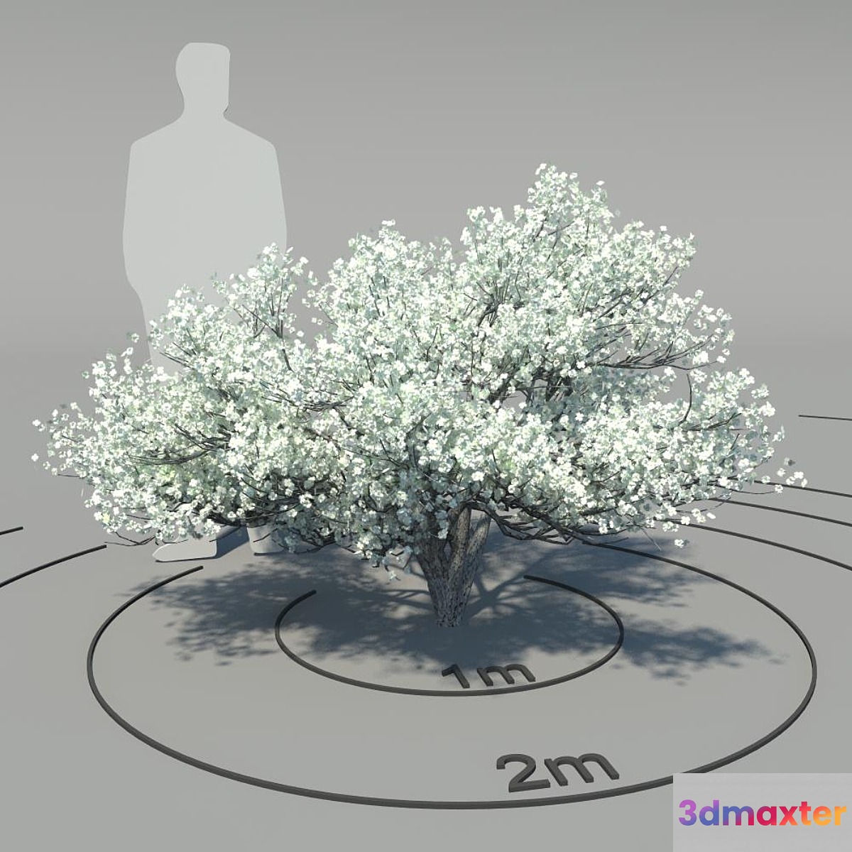 Flowering dogwood (Cornus florida) 3D Max
