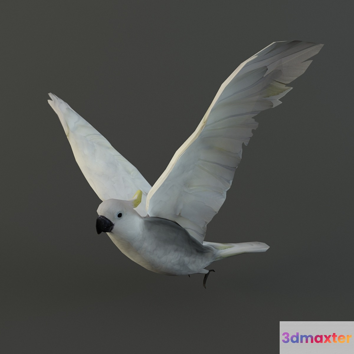 Parrot cockatoo