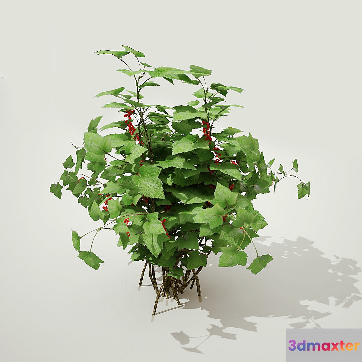 currant