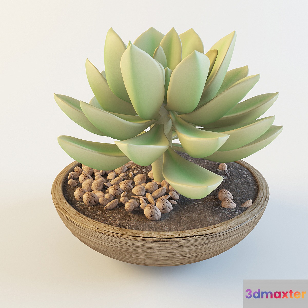 Succulent 3D Max