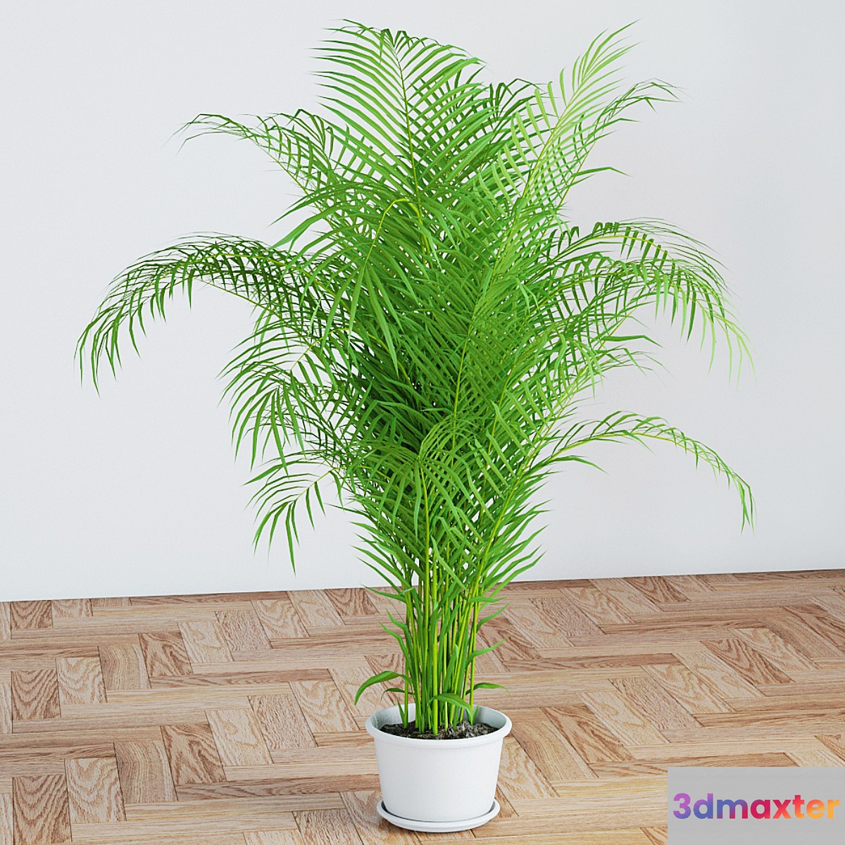 Palm