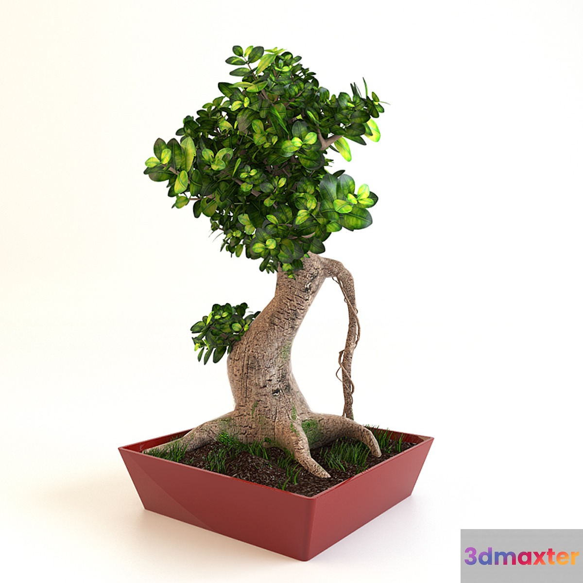 Bonsai Tree - No.2