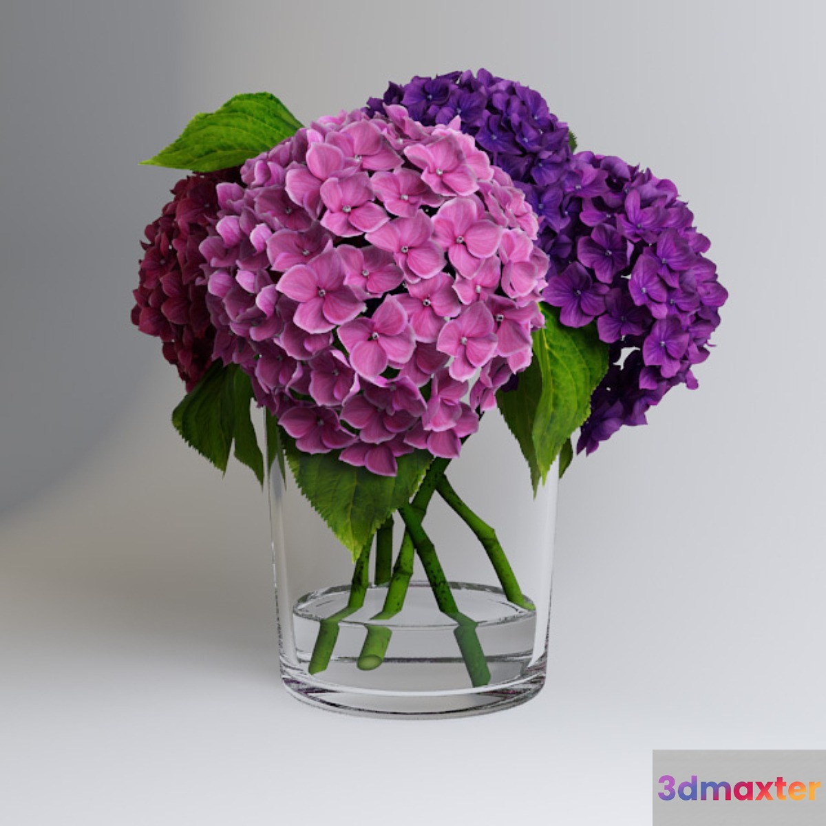 Hydrangea 3D Max