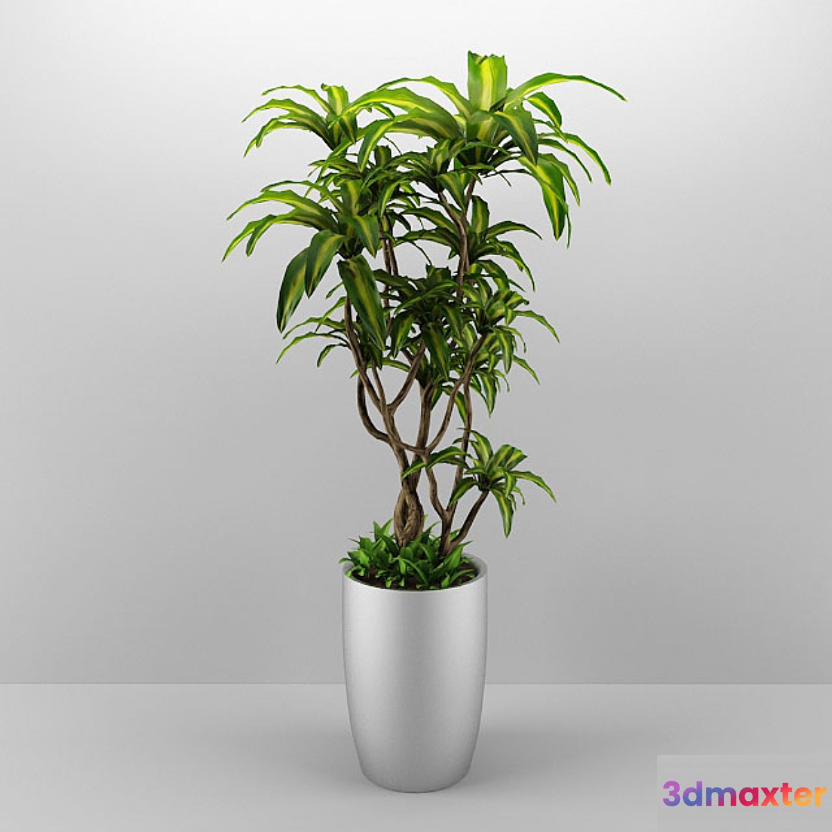 dracaena 3D Max