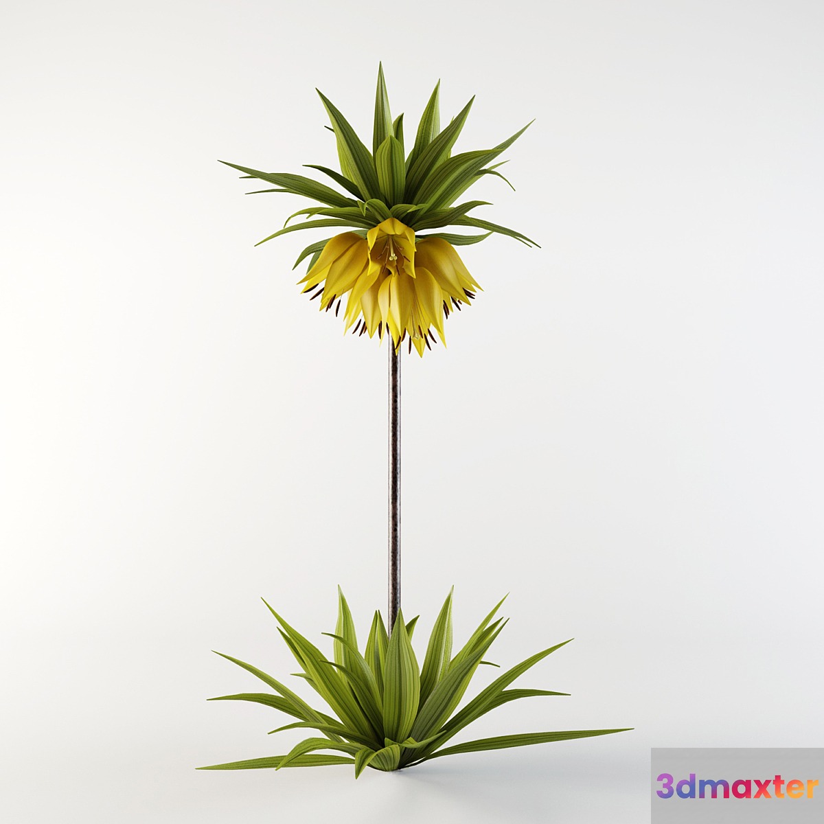Imperial Fritillaria - No.3 3D Max