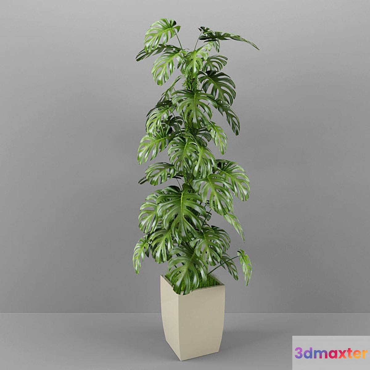 Monstera 3D Max