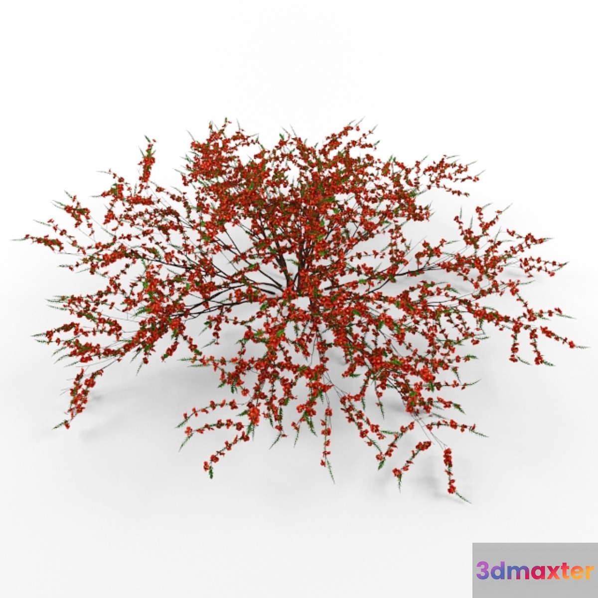 Japonica 3D Max