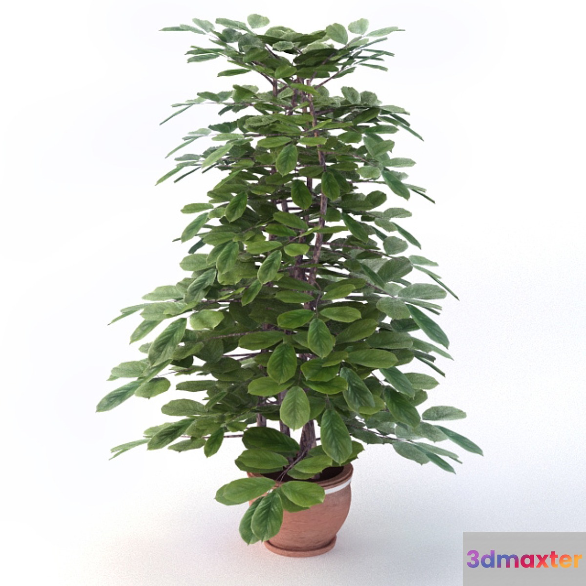 Ornamental shrubs 3D Max Ornamental shrubs 3D Max