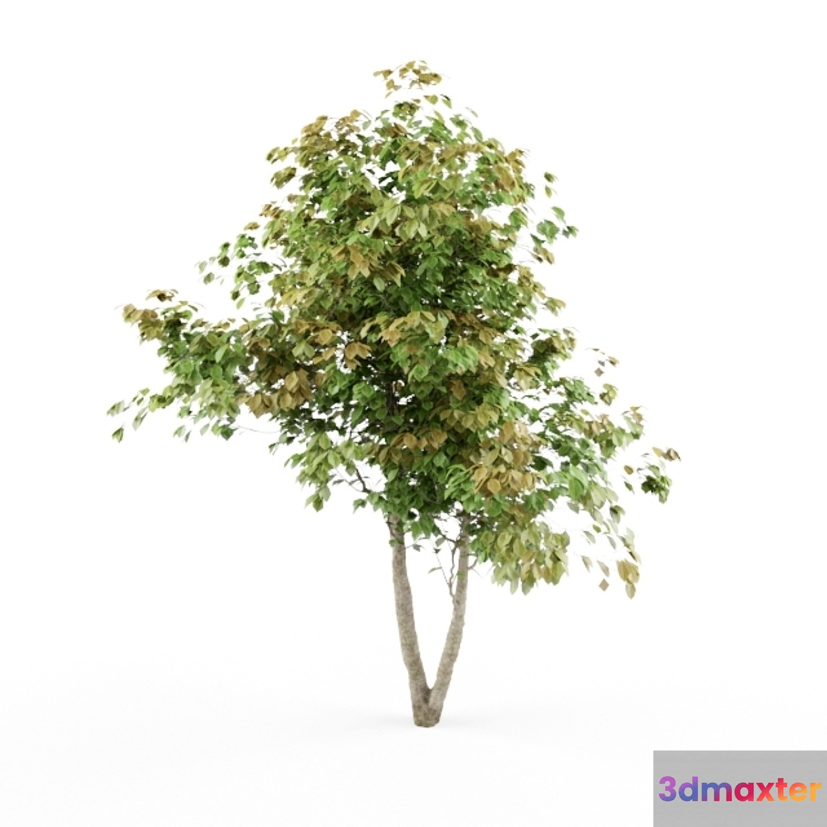 HD_tree_01_jefpreti.com 3D Max
