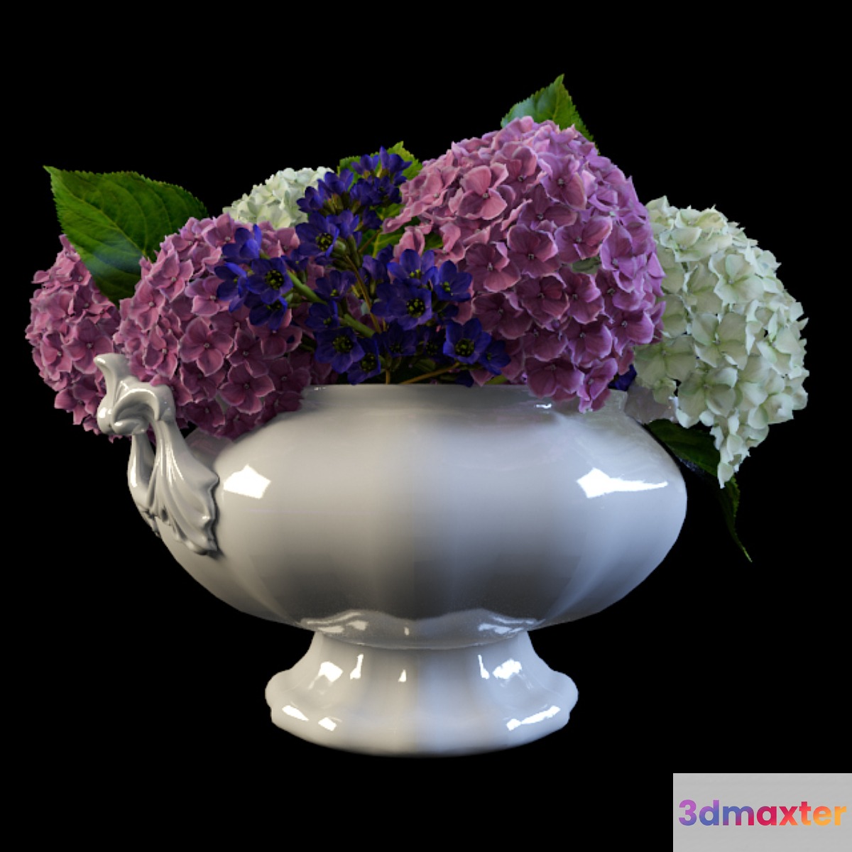 Hydrangea in a vase