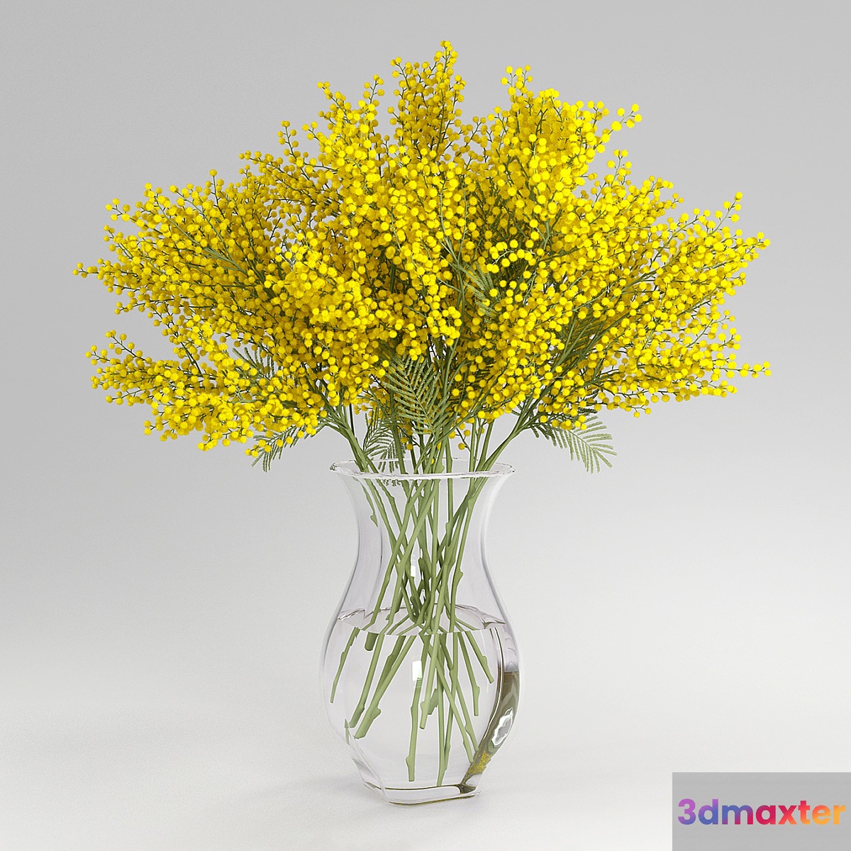 mimosa