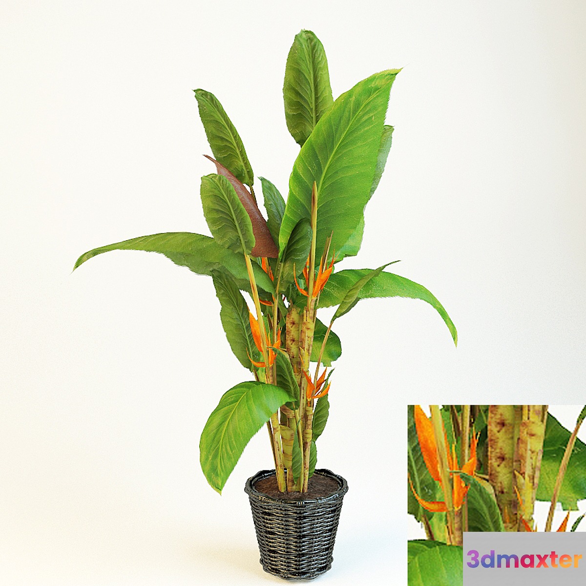 strelitzia 3D Max