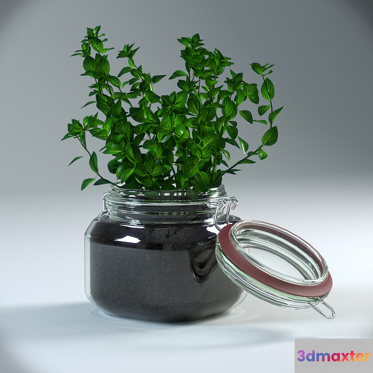 Oregano Plant in pot