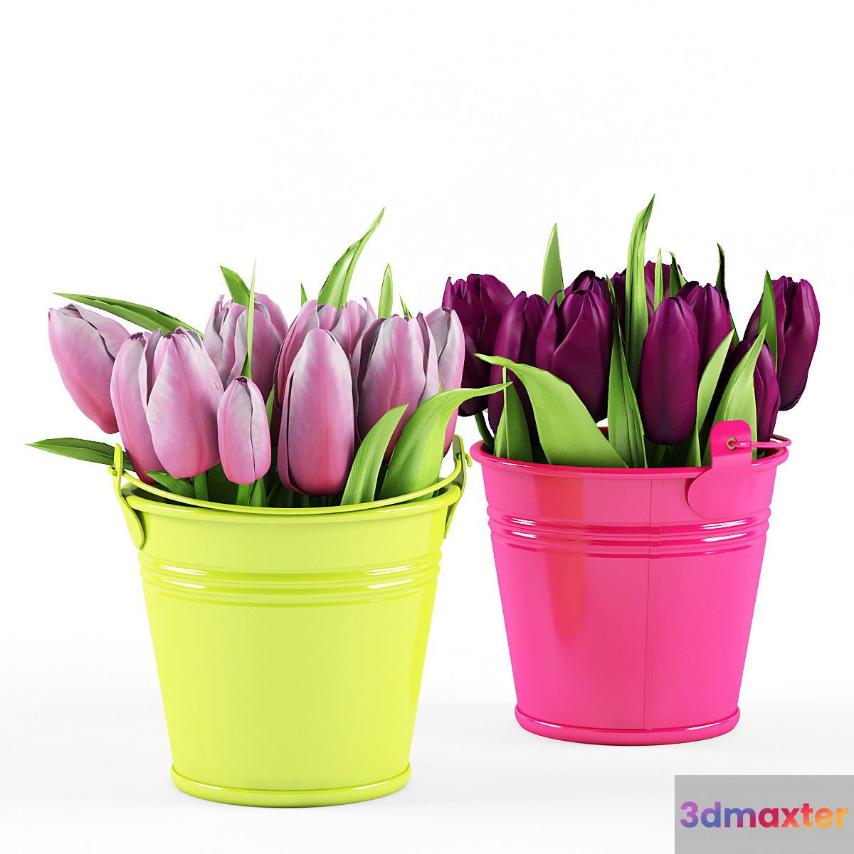 Tulips - No.6