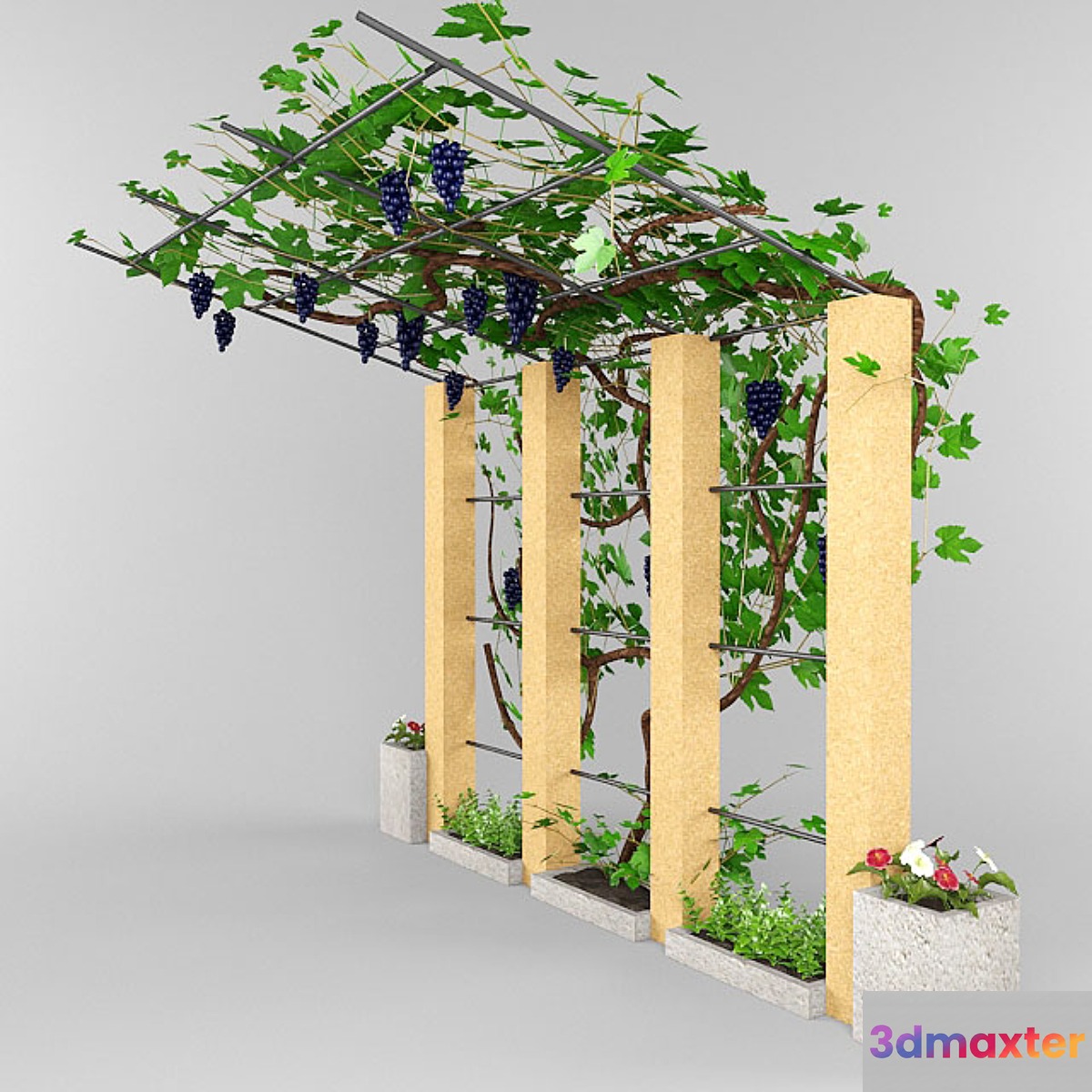 grape canopy. 3D Max