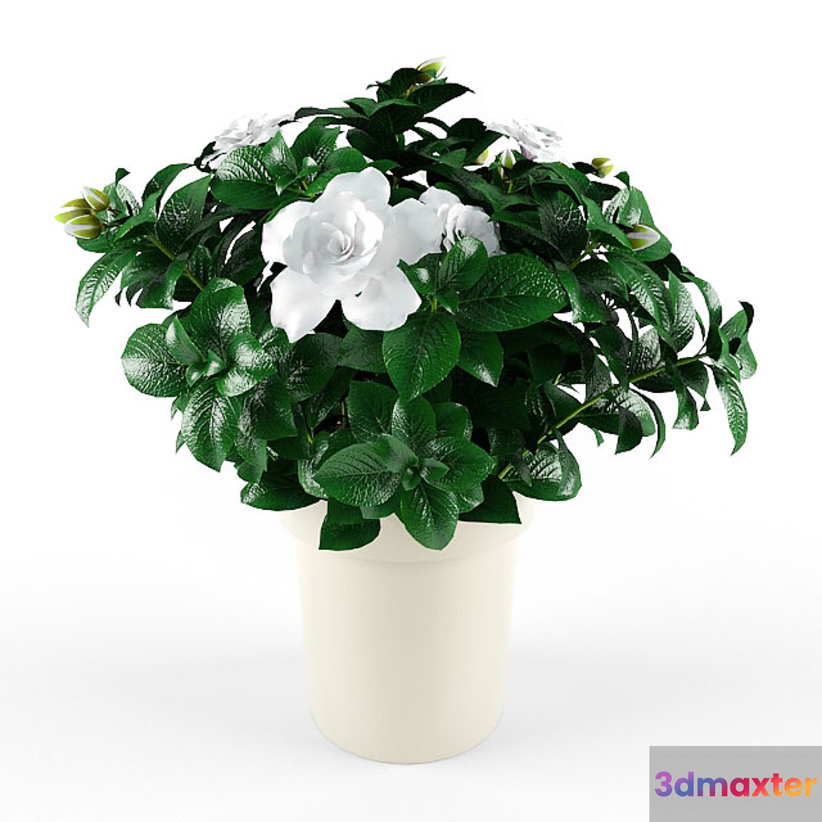 Gardenia_Jasminoides - No.2