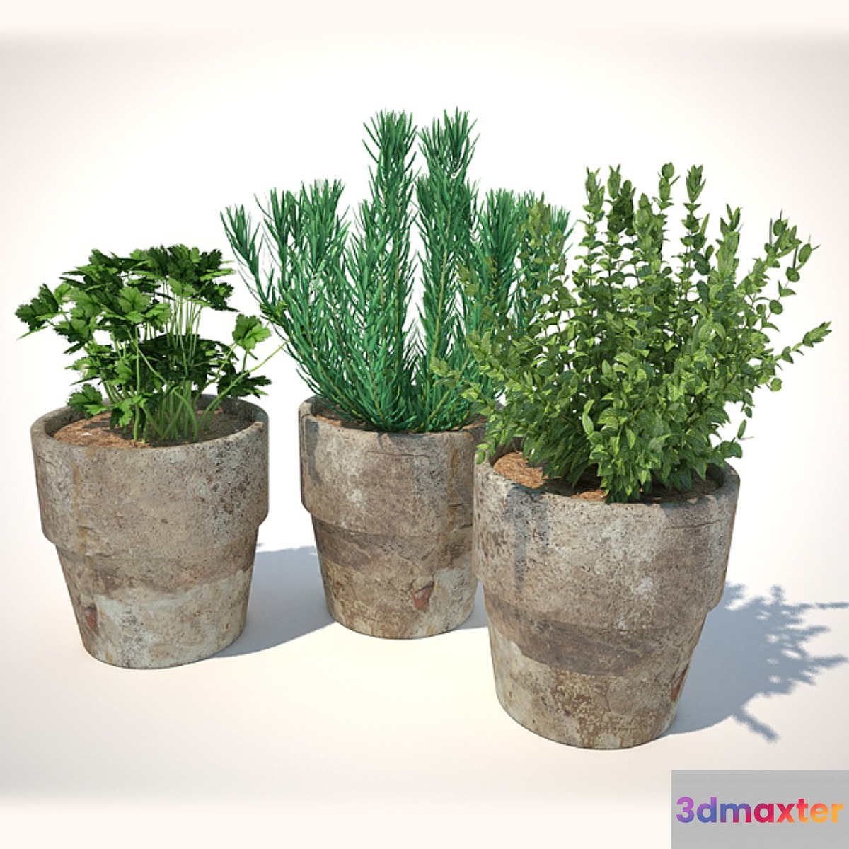 plants for the kitchen