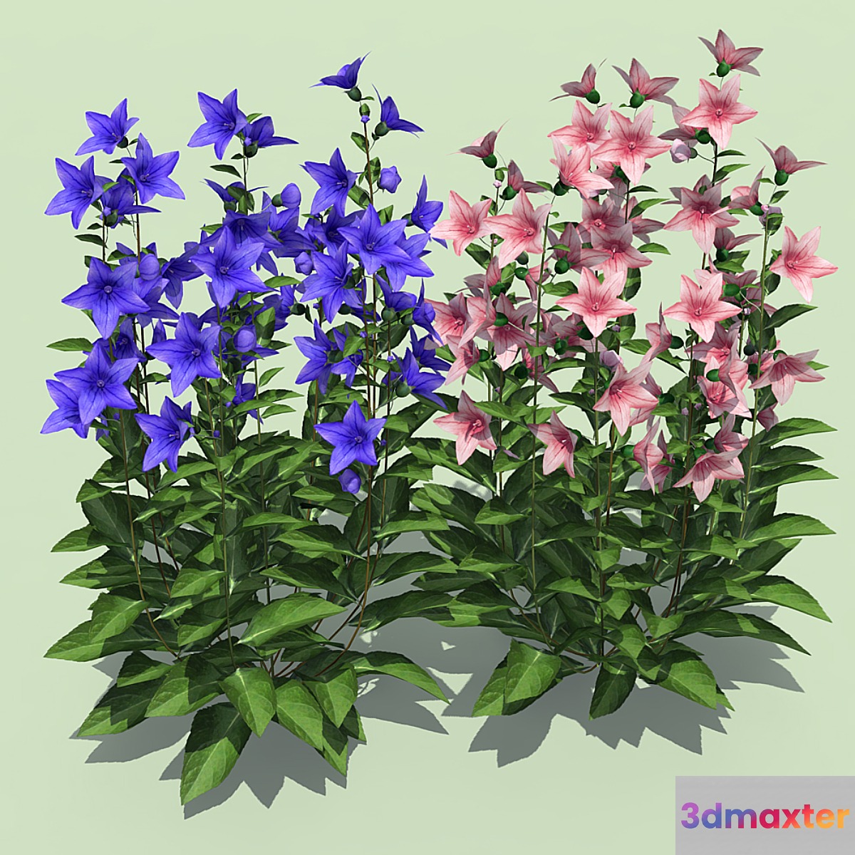 Bells Platikodon 3D Max