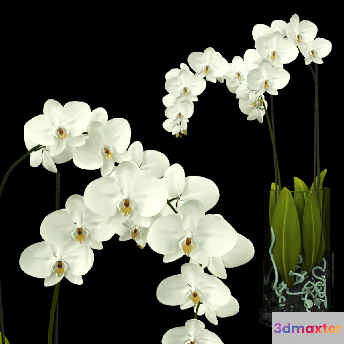 Orchid - No.10