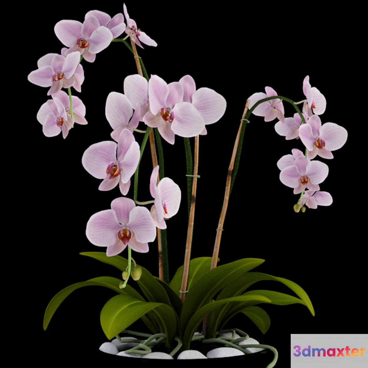 Orchid - No.9