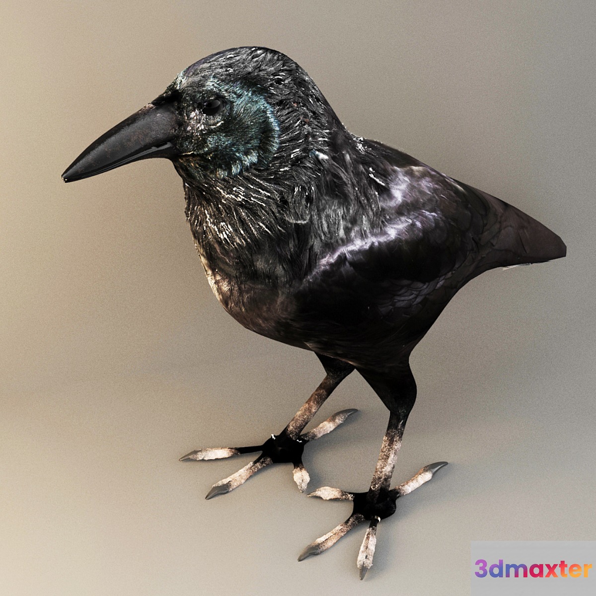 crow