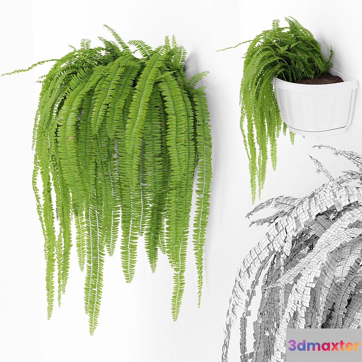 Fern 2 3D Max