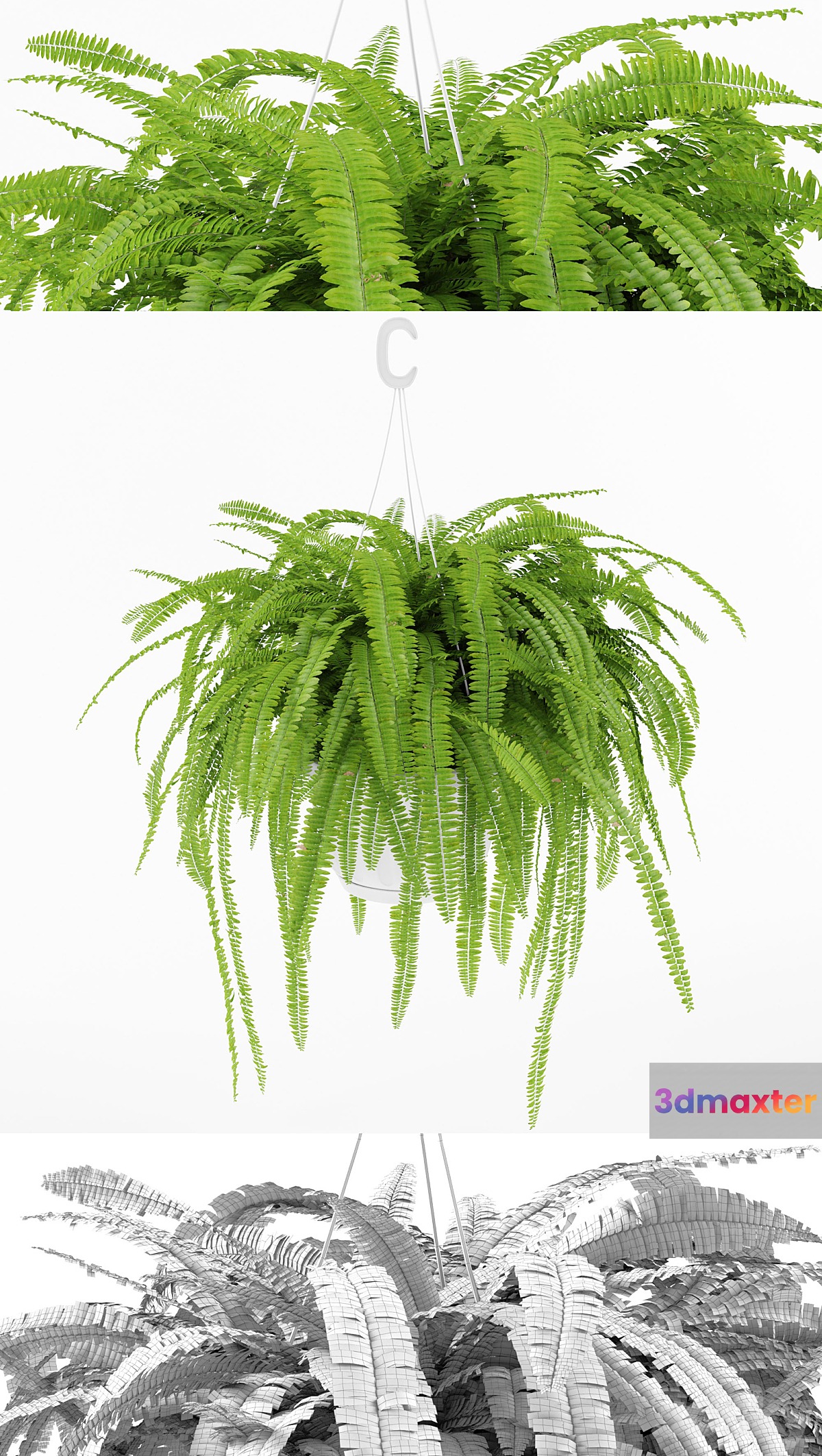 Fern 1 - No.3