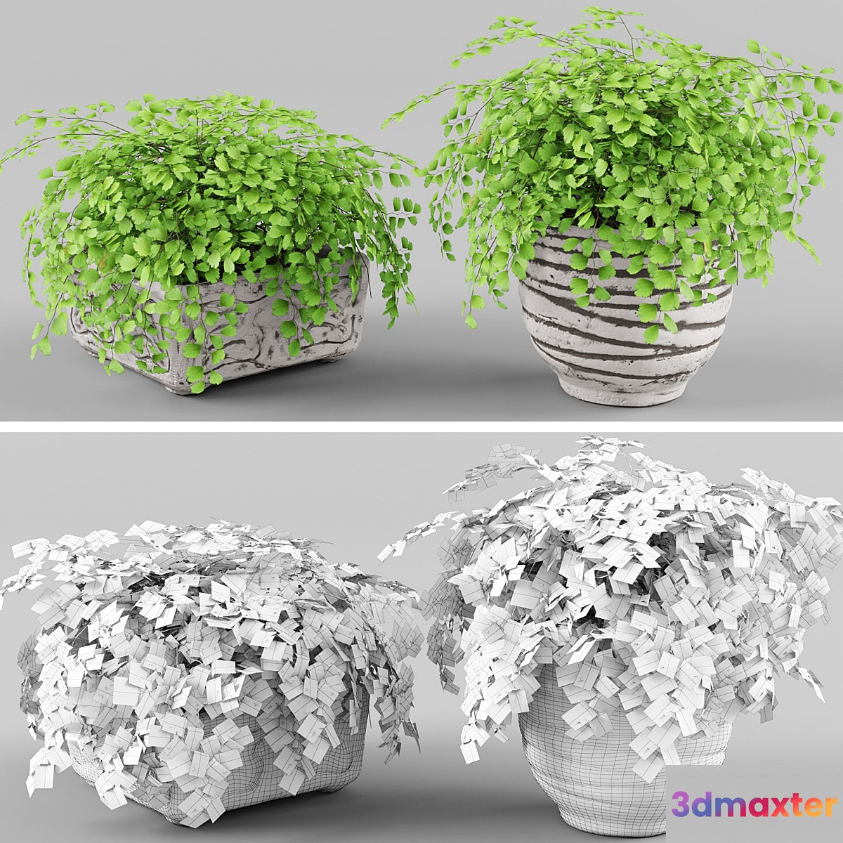 Houseplant 1