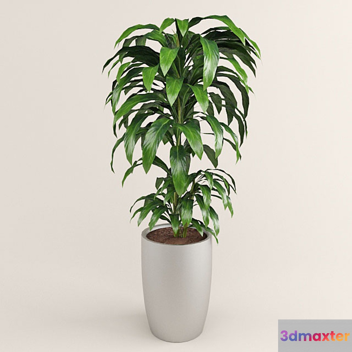 dracaena - No.3 3D Max