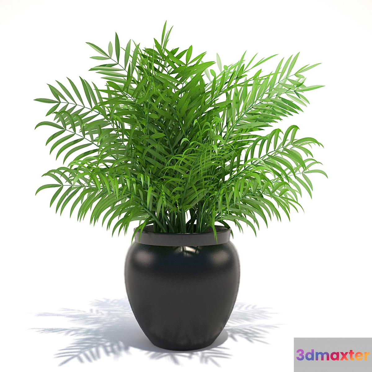 Plant - No.11