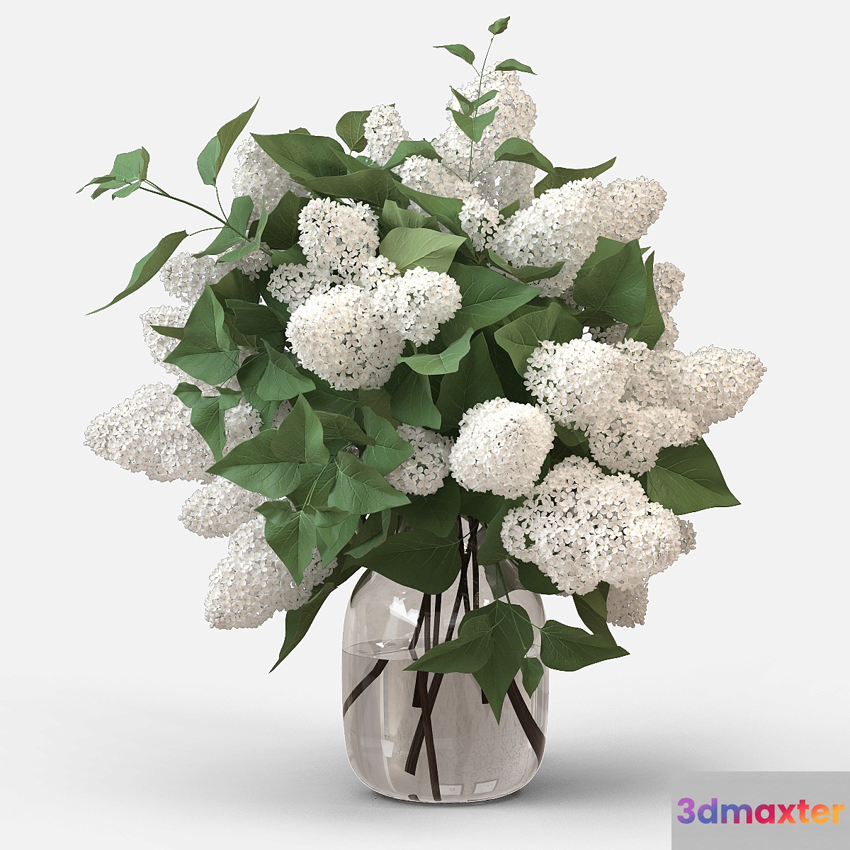 White Lilac - No.2