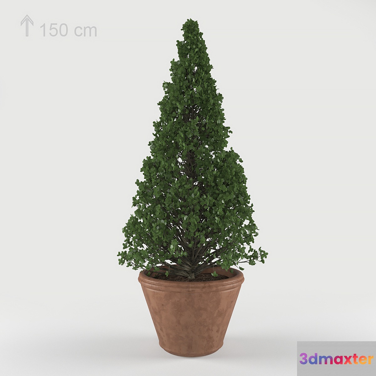 boxwood bush boxwood bush