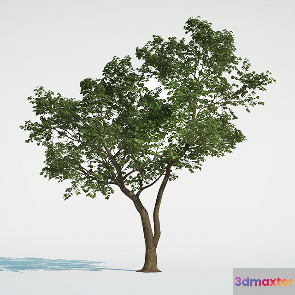 Tree Common 01 (1 of 3) 3D Max